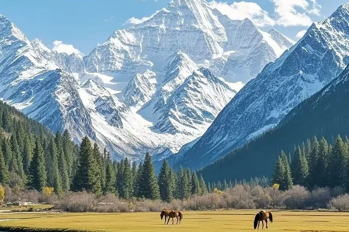 Pferde weiden auf der Fichtenwiese, dahinter Wald und schneebedeckte Berge.